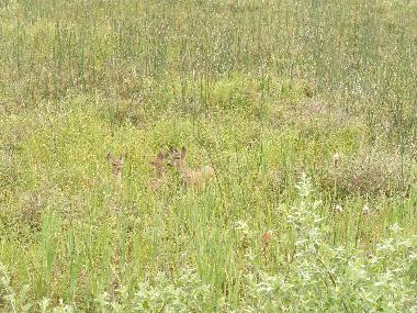 Casa de vacaciones en Rockaway Beach (Oregon)Casa de vacaciones