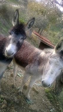 Villa en Perdifumo  (Salerno)Casa de vacaciones