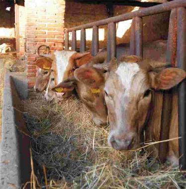 Apartamento de vacaciones en Lucca (Lucca)Casa de vacaciones