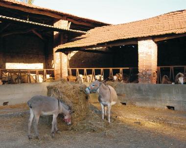 Apartamento de vacaciones en Lucca (Lucca)Casa de vacaciones