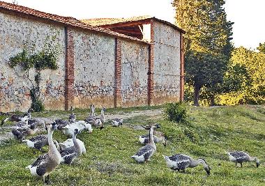 Apartamento de vacaciones en Lucca (Lucca)Casa de vacaciones