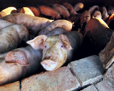 Apartamento de vacaciones en Lucca (Lucca)Casa de vacaciones