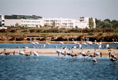 Apartamento de vacaciones en fuseta (Algarve)Casa de vacaciones