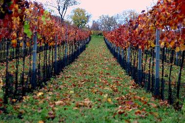 Casa de vacaciones en 7142 (Nordburgenland)Casa de vacaciones