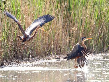 Casa de vacaciones en 7142 (Nordburgenland)Casa de vacaciones