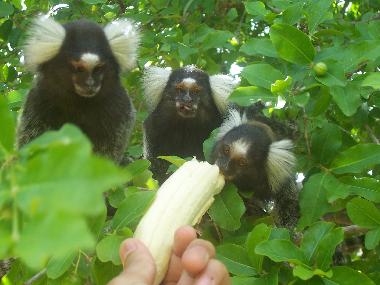 Cama y desayuno en Pau Amarelo (Pernambuco)Casa de vacaciones
