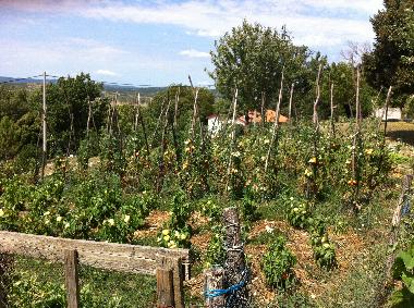 Apartamento de vacaciones en Susnjevica (Istarska)Casa de vacaciones