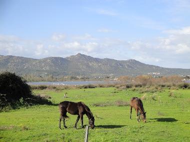 Casa de vacaciones en San Teodoro (Olbia-Tempio)Casa de vacaciones