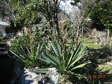 Apartamento de vacaciones en Venaco (Haute-Corse)Casa de vacaciones