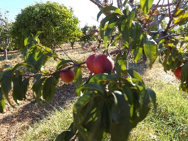 Apartamento de vacaciones en St. Barabara de nexe / Bela Salema (Algarve)Casa de vacaciones