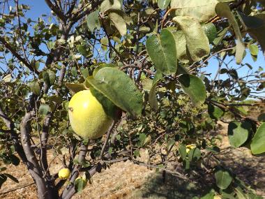 Apartamento de vacaciones en St. Barabara de nexe / Bela Salema (Algarve)Casa de vacaciones