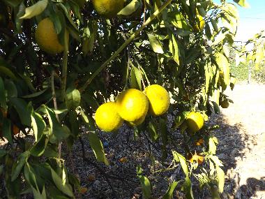 Apartamento de vacaciones en St. Barabara de nexe / Bela Salema (Algarve)Casa de vacaciones