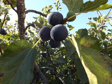 Apartamento de vacaciones en St. Barabara de nexe / Bela Salema (Algarve)Casa de vacaciones