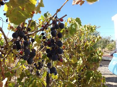 Apartamento de vacaciones en St. Barabara de nexe / Bela Salema (Algarve)Casa de vacaciones