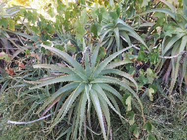 Apartamento de vacaciones en St. Barabara de nexe / Bela Salema (Algarve)Casa de vacaciones