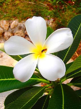 Casa de vacaciones en Siquijor (Siquijor)Casa de vacaciones