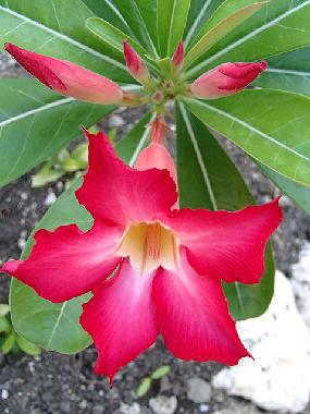 Casa de vacaciones en Siquijor (Siquijor)Casa de vacaciones