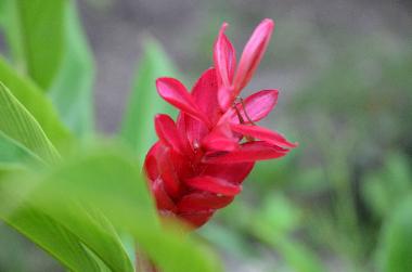 Casa de vacaciones en Siquijor (Siquijor)Casa de vacaciones