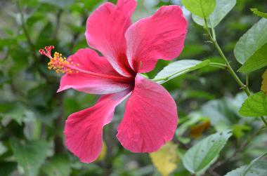 Casa de vacaciones en Siquijor (Siquijor)Casa de vacaciones