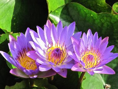 Apartamento de vacaciones en Heviz (Heves)Casa de vacaciones