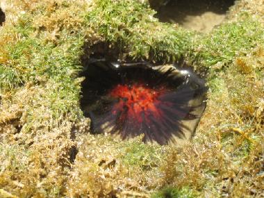 Cama y desayuno en el limon (Samana)Casa de vacaciones