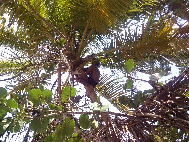 Cama y desayuno en el limon (Samana)Casa de vacaciones
