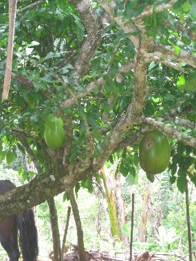 Cama y desayuno en el limon (Samana)Casa de vacaciones