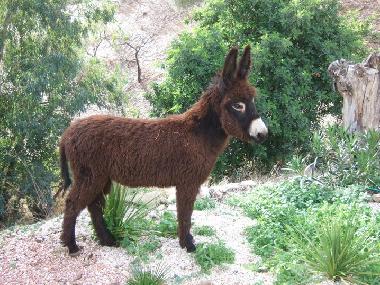 Apartamento de vacaciones en Comares (Mlaga)Casa de vacaciones