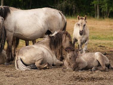 Apartamento de vacaciones en Liepaja (Lettland)Casa de vacaciones