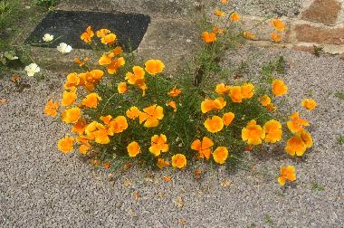 Casa de vacaciones en plounevez moedec (Ctes-d'Armor)Casa de vacaciones