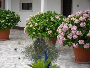 Cama y desayuno en Fernao Ferro, Seixal (Pen�nsula de Set�bal)Casa de vacaciones