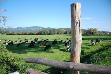 Cama y desayuno en Lucca (Lucca)Casa de vacaciones