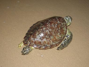 Villa en CANOA QUEBRADA (Ceara)Casa de vacaciones