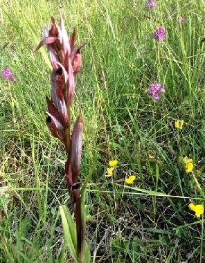 Apartamento de vacaciones en chalabre (Aude)Casa de vacaciones
