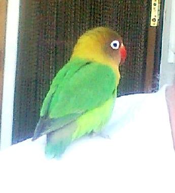 Villa en Jacarilla (Alicante / Alacant)Casa de vacaciones