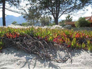 Apartamento de vacaciones en Moriani-Plage (Haute-Corse)Casa de vacaciones