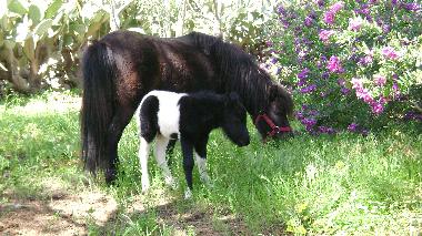 Villa en Porto Cesareo (Lecce)Casa de vacaciones