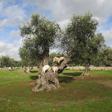 Villa en Porto Cesareo (Lecce)Casa de vacaciones