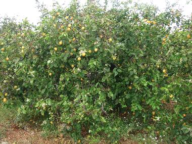 Apartamento de vacaciones en BENICARLO (Castelln / Castell)Casa de vacaciones