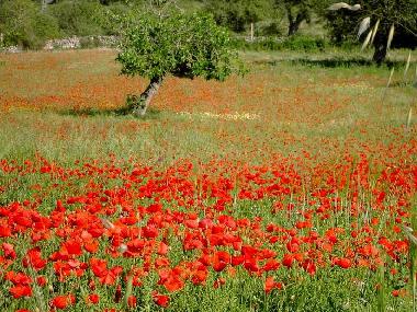 Casa de vacaciones en Son Macia (Mallorca)Casa de vacaciones