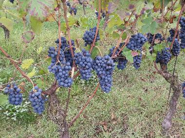 Apartamento de vacaciones en MOASCA (Asti)Casa de vacaciones