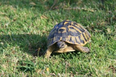Apartamento de vacaciones en Son Macia (Mallorca)Casa de vacaciones