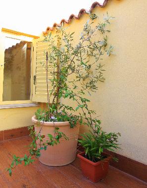 Casa de vacaciones en Piran (Piran)Casa de vacaciones