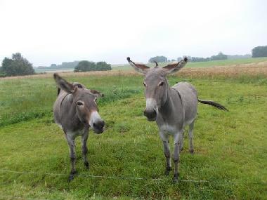 Casa de vacaciones en criquetot l esneval (Seine-Maritime)Casa de vacaciones