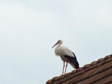 Apartamento de vacaciones en KUHLENDORF (Bas-Rhin)Casa de vacaciones