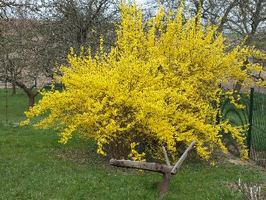 Apartamento de vacaciones en KUHLENDORF (Bas-Rhin)Casa de vacaciones