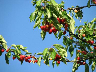 Apartamento de vacaciones en KUHLENDORF (Bas-Rhin)Casa de vacaciones