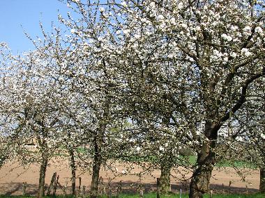 Apartamento de vacaciones en KUHLENDORF (Bas-Rhin)Casa de vacaciones