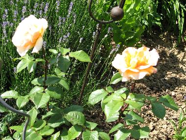 Apartamento de vacaciones en KUHLENDORF (Bas-Rhin)Casa de vacaciones