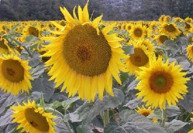 Villa en Beziers (H�rault)Casa de vacaciones